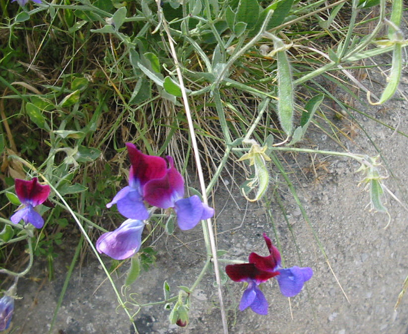 Lathyrus odoratus